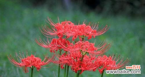 相濡以沫,不离不弃 白色彼岸花的花语