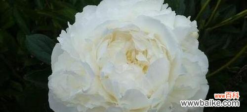 探寻白色蔷薇的内涵与意义 白色蔷薇花语