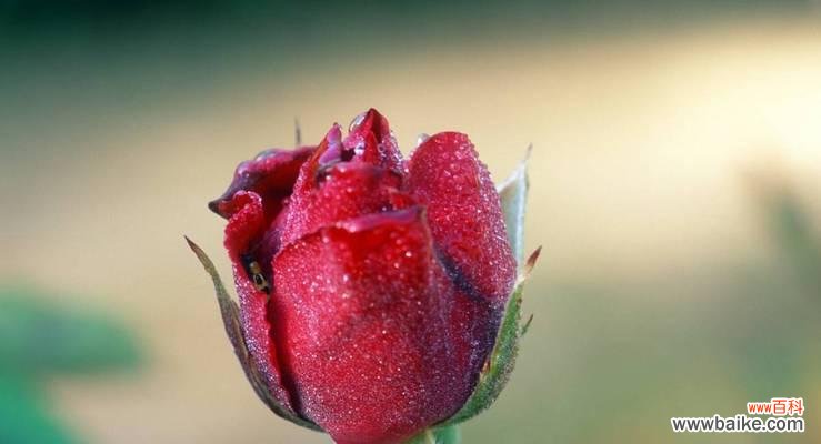 探究玫瑰花语的秘密,了解17朵玫瑰所代表的情感世界 17朵玫瑰花语的深刻含义