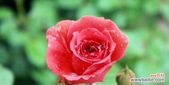 探究玫瑰花语的秘密,了解17朵玫瑰所代表的情感世界 17朵玫瑰花语的深刻含义