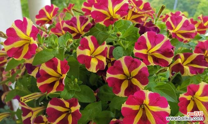 解读玫瑰花的浪漫花语 浪漫花语的花——玫瑰花