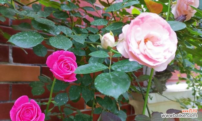 解读玫瑰花的浪漫花语 浪漫花语的花——玫瑰花