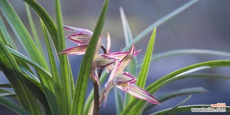 浓情雅韵，品读兰花之美 兰花的花语