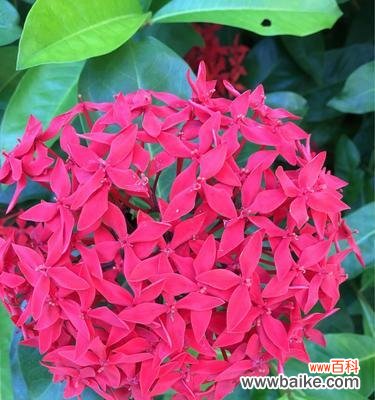 探究龙船花的寓意和象征意义 龙船花语解析