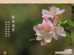 探究海棠花的文化内涵和象征意义 海棠花的花语剖析
