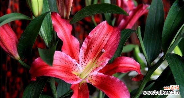 揭秘花朵背后的意义,了解金百合的心灵指引 金百合花的花语和寓意