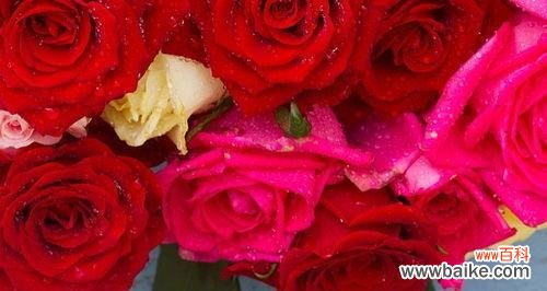 解析不同数量的玫瑰花所代表的意义 玫瑰花数量的含义