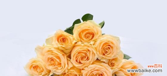 解析不同数量的玫瑰花所代表的意义 玫瑰花数量的含义