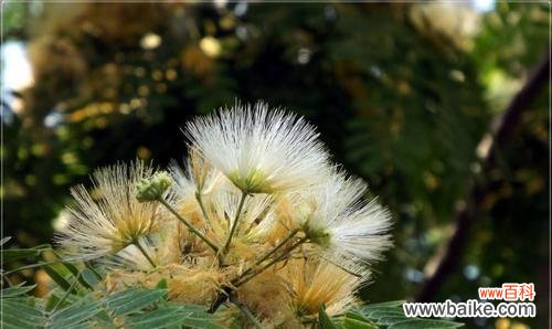 相爱相知，恩情永存 解读合欢花的花语