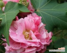 美丽的芙蓉花所蕴含的深刻含义 芙蓉花的寓意和花语