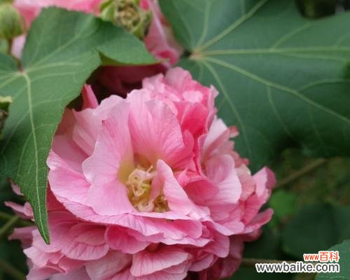 美丽的芙蓉花所蕴含的深刻含义 芙蓉花的寓意和花语