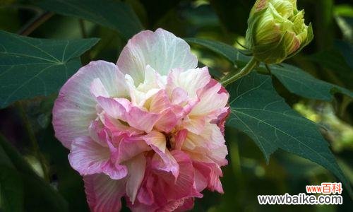 美丽的芙蓉花所蕴含的深刻含义 芙蓉花的寓意和花语