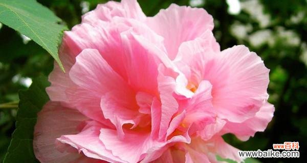 美丽的芙蓉花所蕴含的深刻含义 芙蓉花的寓意和花语