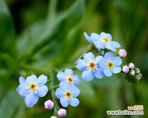以什么花的花语是“别忘记我” 忘记我