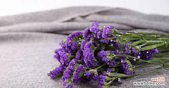 以什么花的花语是“别忘记我” 忘记我