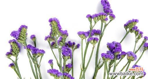 以什么花的花语是“别忘记我” 忘记我