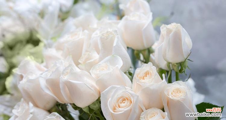 传递爱情的玫瑰花语和心意 以玫瑰花的花语为表白的意思