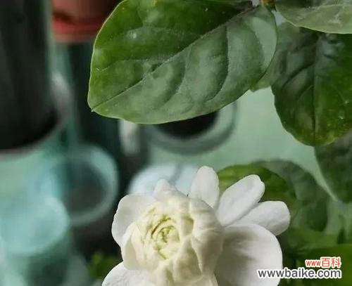 揭示爱情中的变态行为和心理 变态的爱