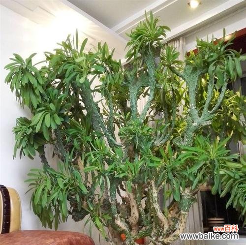 揭示爱情中的变态行为和心理 变态的爱