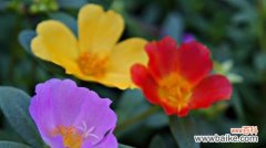 百合花传递成功的秘密 以百合花为主题的成功花语