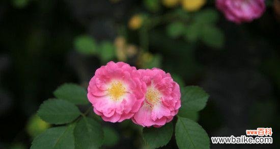 以黄玫瑰为代表 灿烂的花语——向太阳一样绽放的黄玫瑰