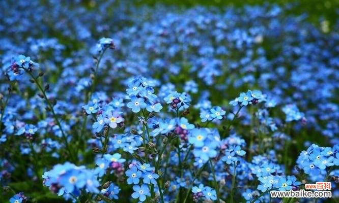 花语告白 永远不要忘记我——以忘记我花语为主题的文章