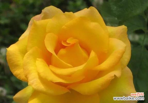 初恋的美丽短暂 初恋之花——昙花