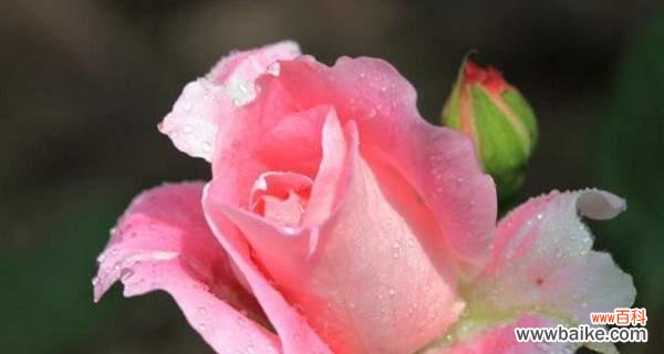 初恋的美丽短暂 初恋之花——昙花