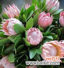 唯美初见之花语 初见之花