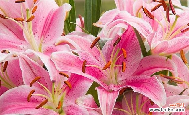 阳光下的宠爱 宠爱之花语——以向日葵为例