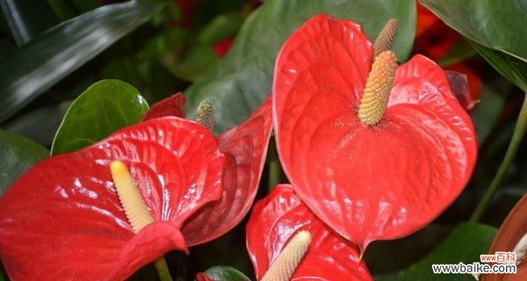 阳光下的宠爱 宠爱之花语——以向日葵为例