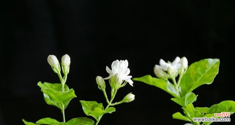 揭秘玫瑰花背后的单身花语之谜 单身花语之玫瑰花