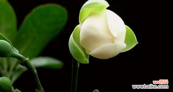 揭秘玫瑰花背后的单身花语之谜 单身花语之玫瑰花