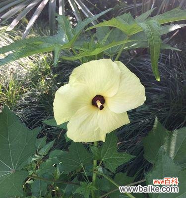 牵牛花的花语与单恋的心绪 单恋之花