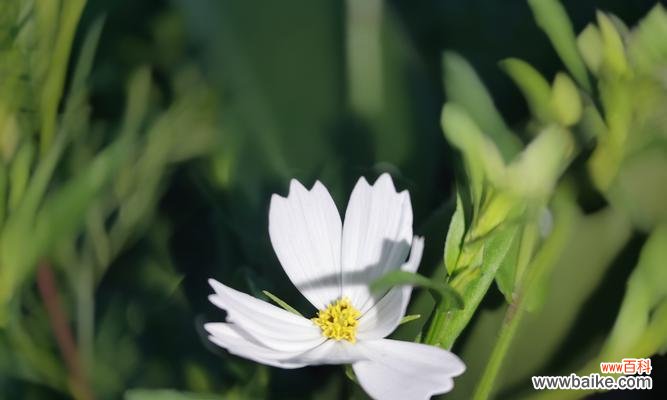 探寻百合花的花语及其象征的美德 以百合花的花语单纯善良为主题的文章