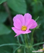 探寻百合花的花语及其象征的美德 以百合花的花语单纯善良为主题的文章