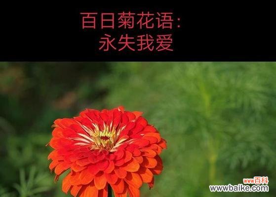 探索烟花菊的美丽与内涵 烟花菊的花语和寓意