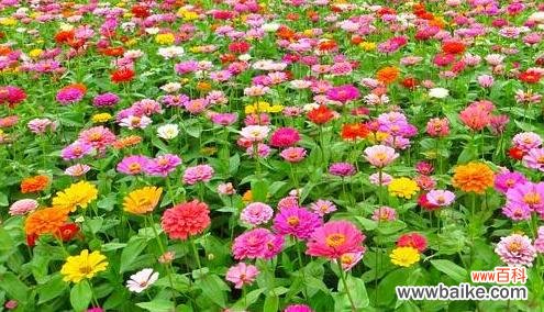 探索烟花菊的美丽与内涵 烟花菊的花语和寓意