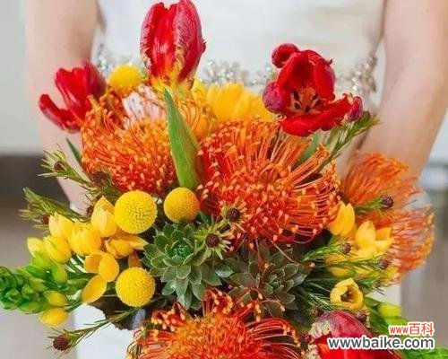 探索烟花菊的美丽与内涵 烟花菊的花语和寓意