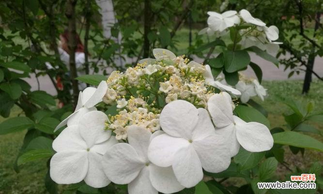 探索扬州市花琼花的文化内涵与历史传承 扬州市花琼花的象征与寓意