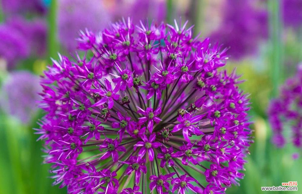 探寻洋葱开花的美丽与寓意 洋葱开花的神奇之旅