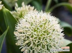 探寻洋葱开花的美丽与寓意 洋葱开花的神奇之旅