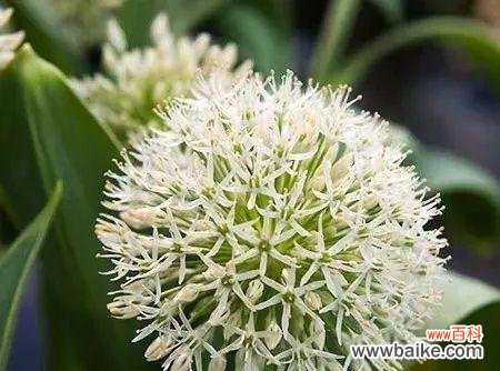 探寻洋葱开花的美丽与寓意 洋葱开花的神奇之旅