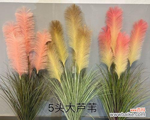 探寻洋葱开花的美丽与寓意 洋葱开花的神奇之旅