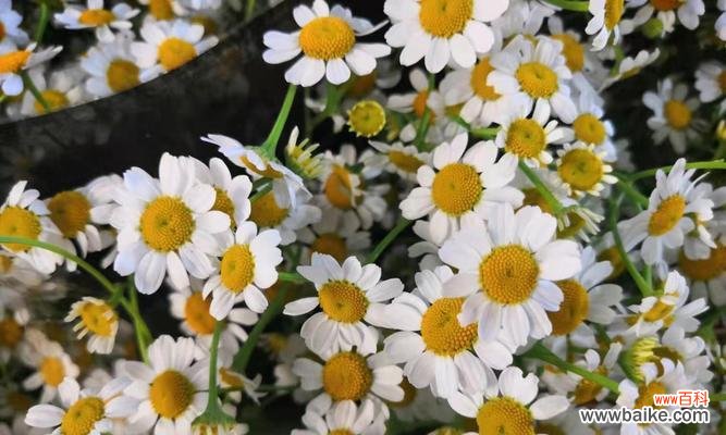 探寻洋甘菊的花语及象征意义 洋甘菊的花语与寓意