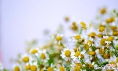 探寻洋甘菊的花语及象征意义 洋甘菊的花语与寓意