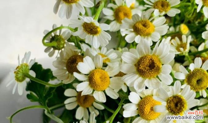 探寻洋甘菊的花语及象征意义 洋甘菊的花语与寓意