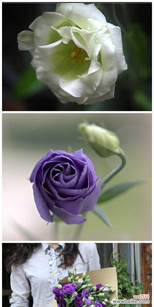 洋桔梗花语的解读与传承 洋桔梗花语的深刻寓意