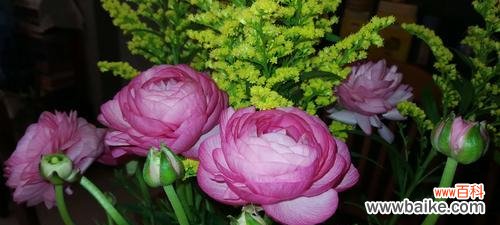 探寻洋牡丹的花语和象征意义 洋牡丹的花语与寓意