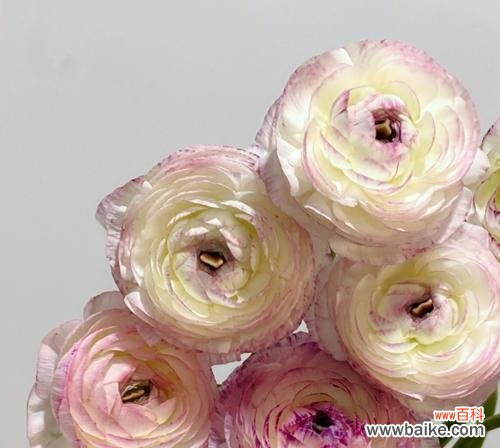 探寻洋牡丹的花语和象征意义 洋牡丹的花语与寓意